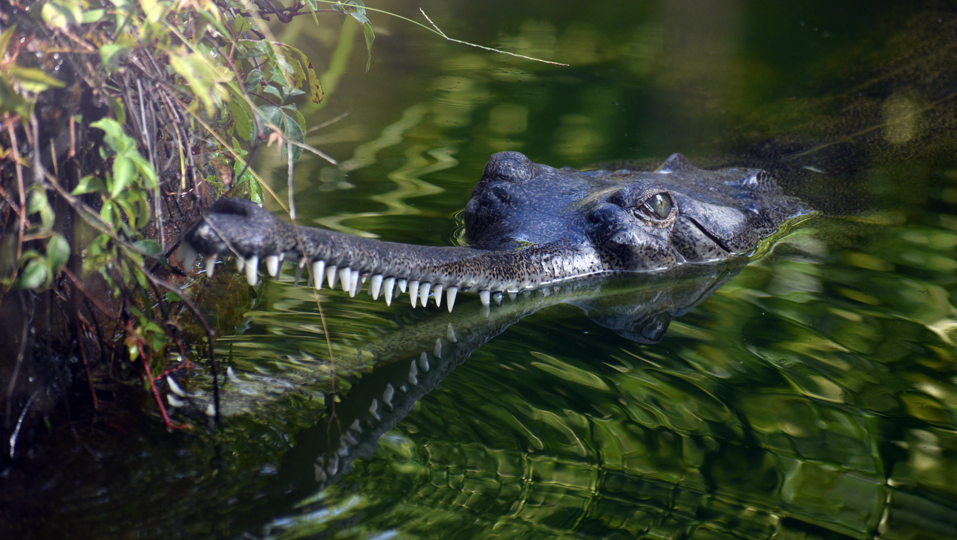 Jul. 2025 - Land of Crocodiles - Asia - Indian Gharial