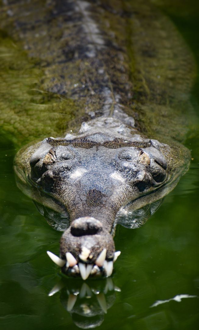 Jul. 2025 - Land of Crocodiles - Asia - Indian Gharial
