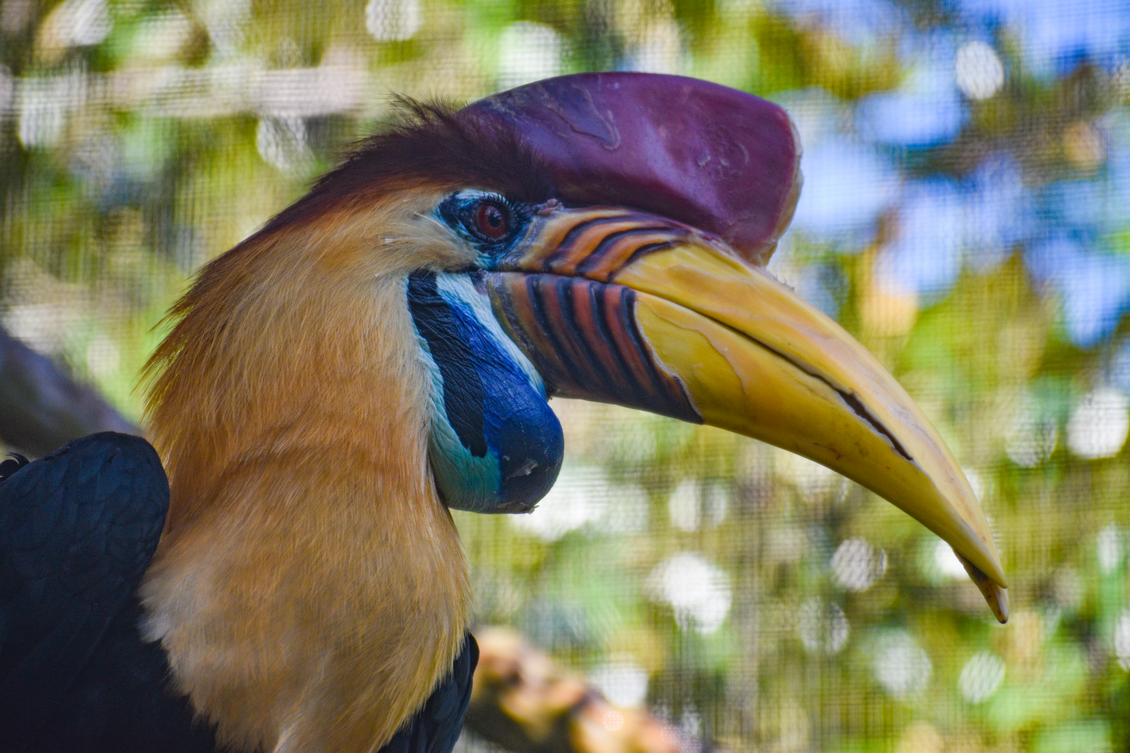 Jul. 2025 - Land of Crocodiles - Asia - Knobbed Hornbill