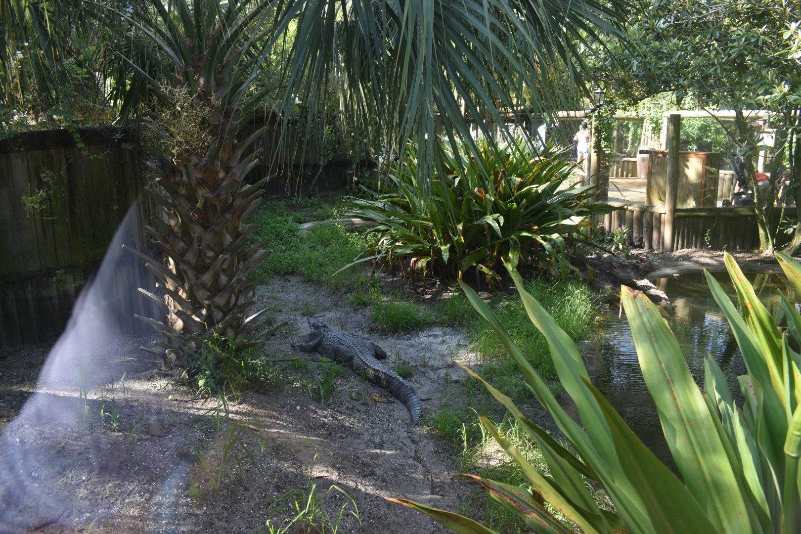 Jul. 2025 - Land of Crocodiles - Asia - Siamese Crocodile Exhibit