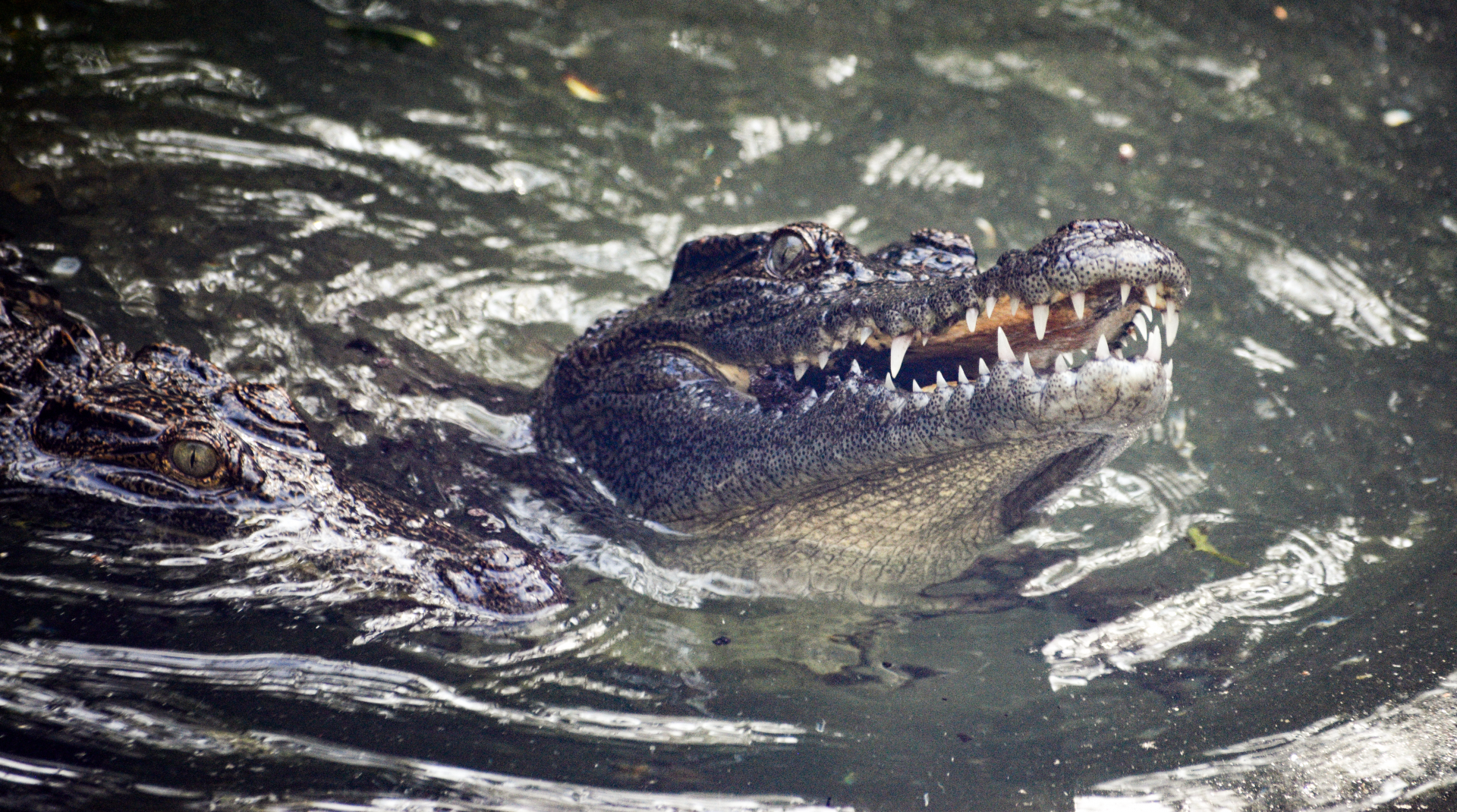 Jul. 2025 - Land of Crocodiles - Asia - Siamese Crocodile Exhibit