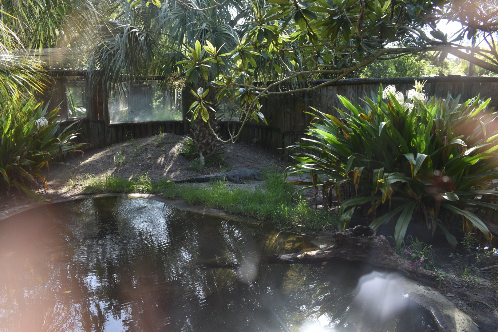 Jul. 2025 - Land of Crocodiles - Asia - Siamese Crocodile Exhibit