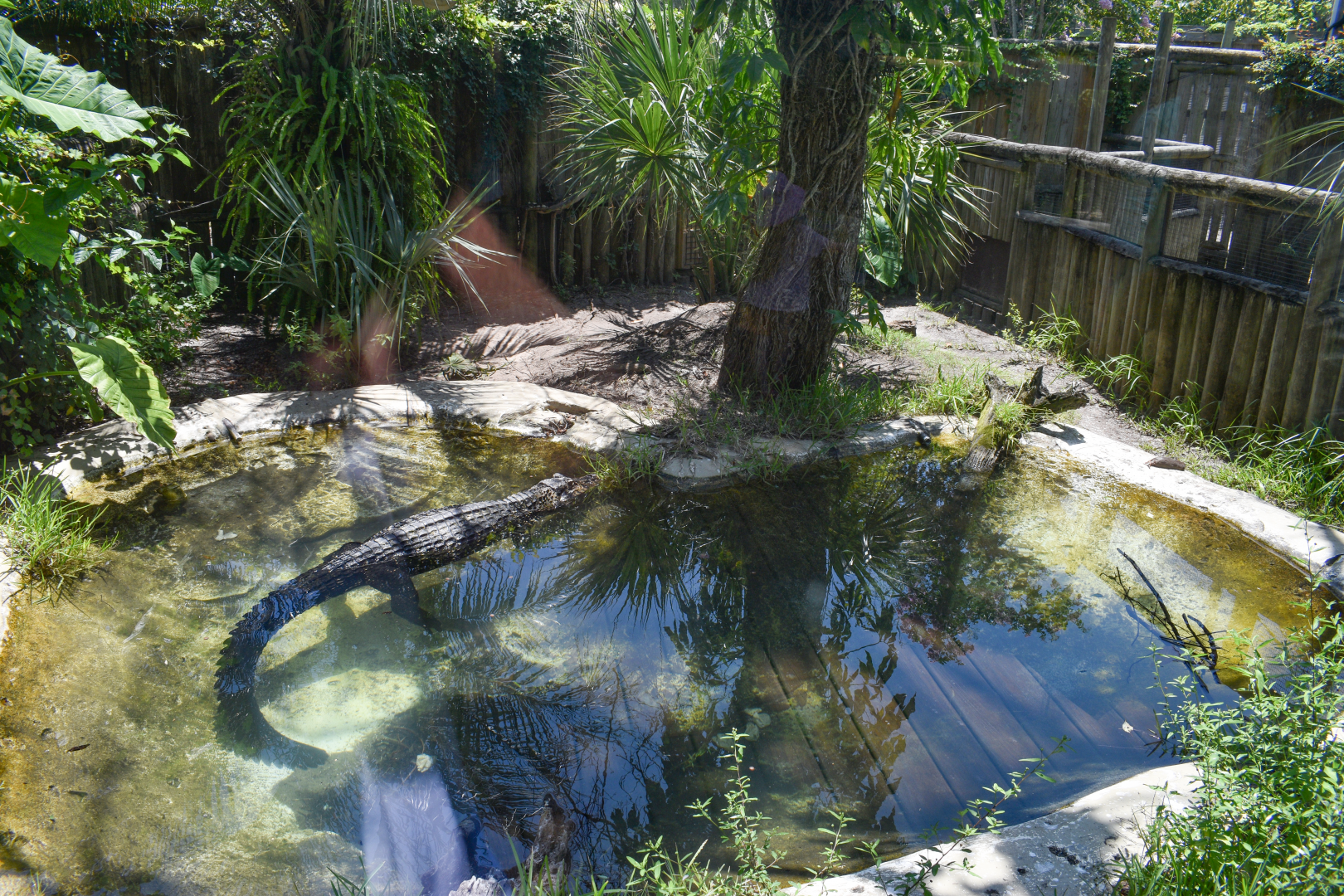 Jul. 2025 - Land of Crocodiles - Black Caiman Exhibit