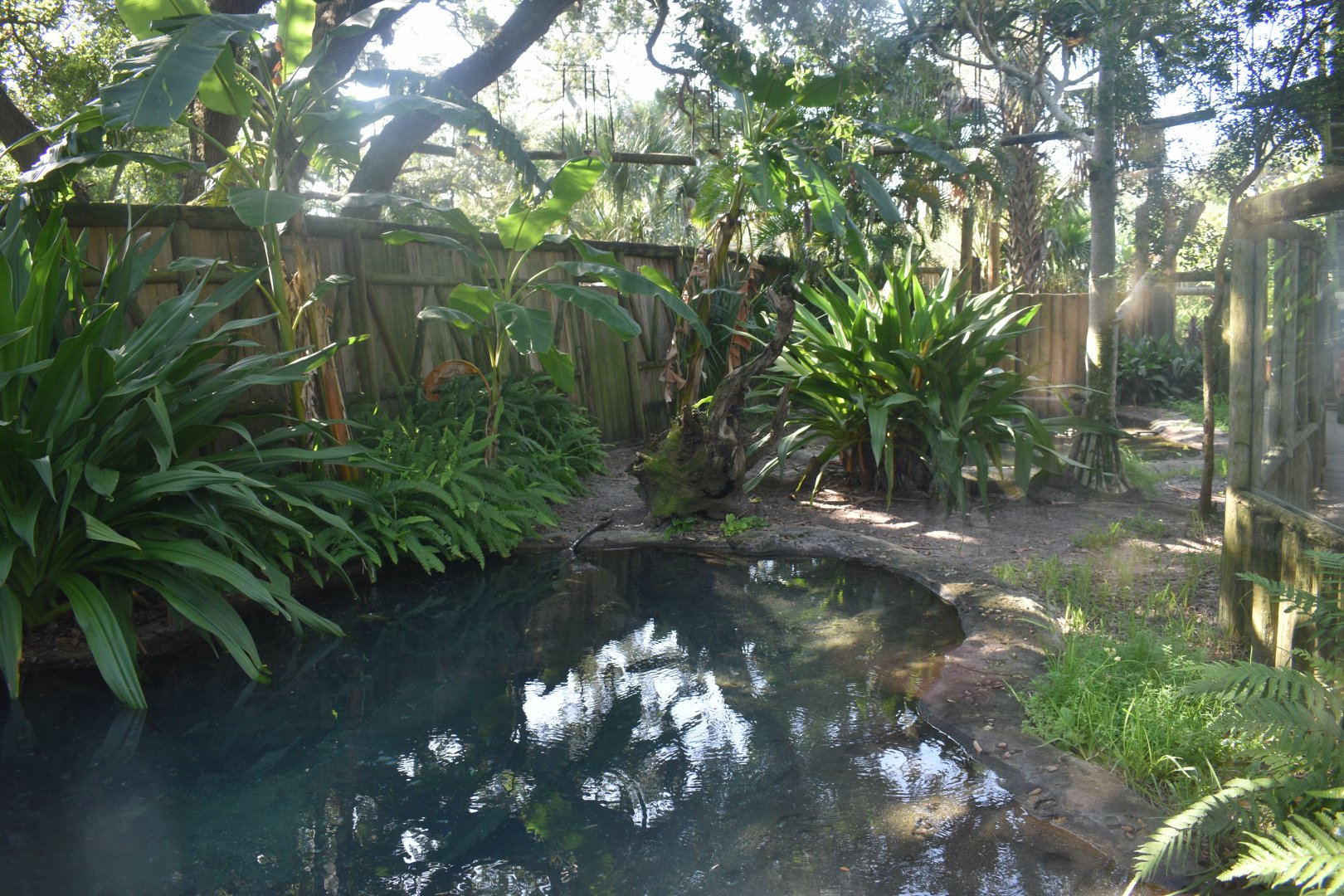 Jul. 2025 - Land of Crocodiles - Orinoco Crocodile Exhibit