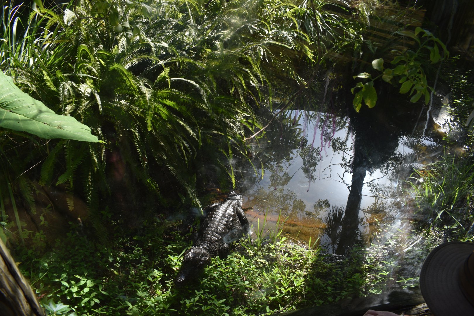 Jul. 2025 - Land of Crocodiles - Smooth-fronted Caiman Exhibit