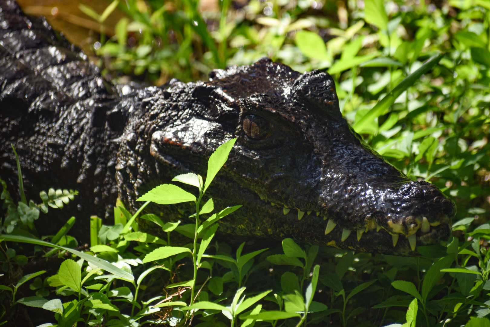 Jul. 2025 - Land of Crocodiles - Smooth-fronted Caiman
