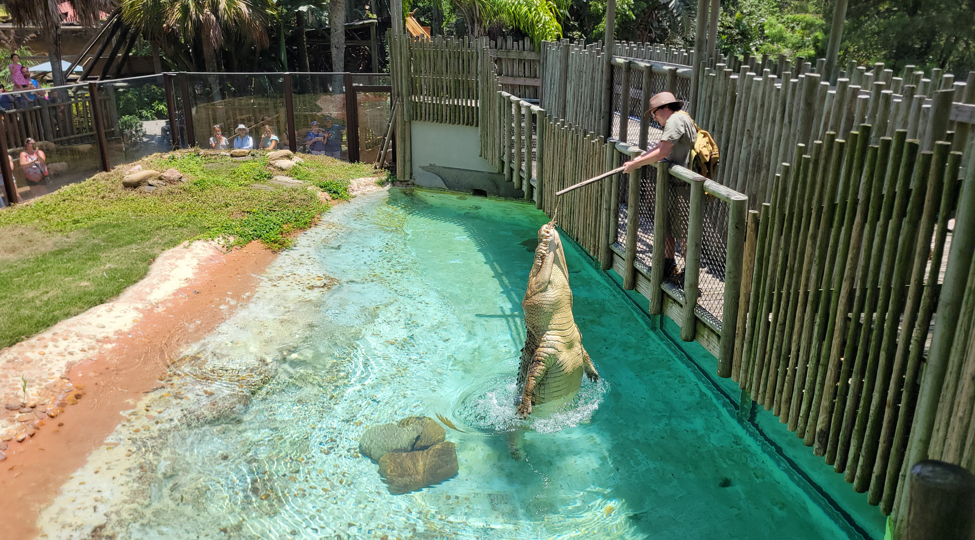 Jul. 2025 - MAXIMO - Saltwater Crocodile Exhibit - Feeding