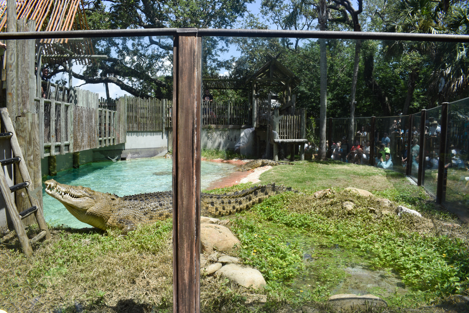 Jul. 2025 - MAXIMO - Saltwater Crocodile Exhibit (Maximo & Sydney)