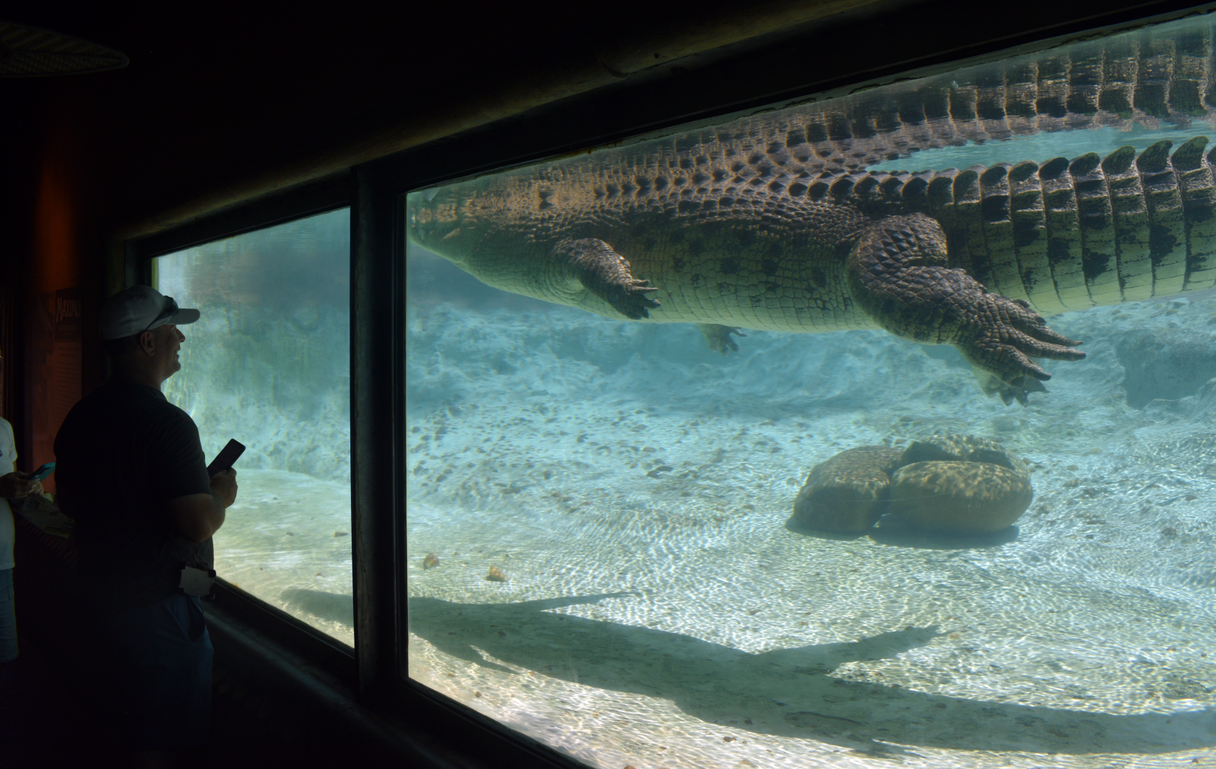 Jul. 2025 - MAXIMO - Saltwater Crocodile Exhibit Underwater View