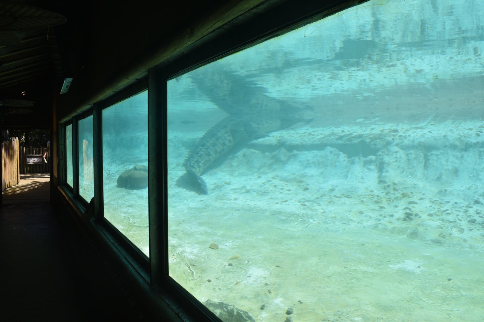 Jul. 2025 - MAXIMO - Saltwater Crocodile Exhibit Underwater View