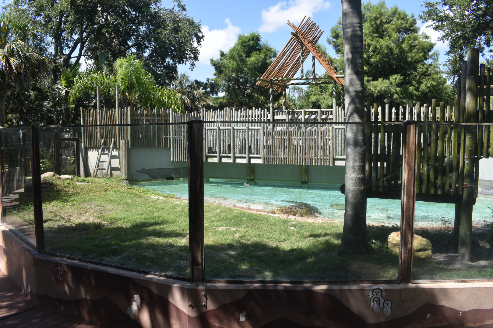 Jul. 2025 - MAXIMO - Saltwater Crocodile Exhibit