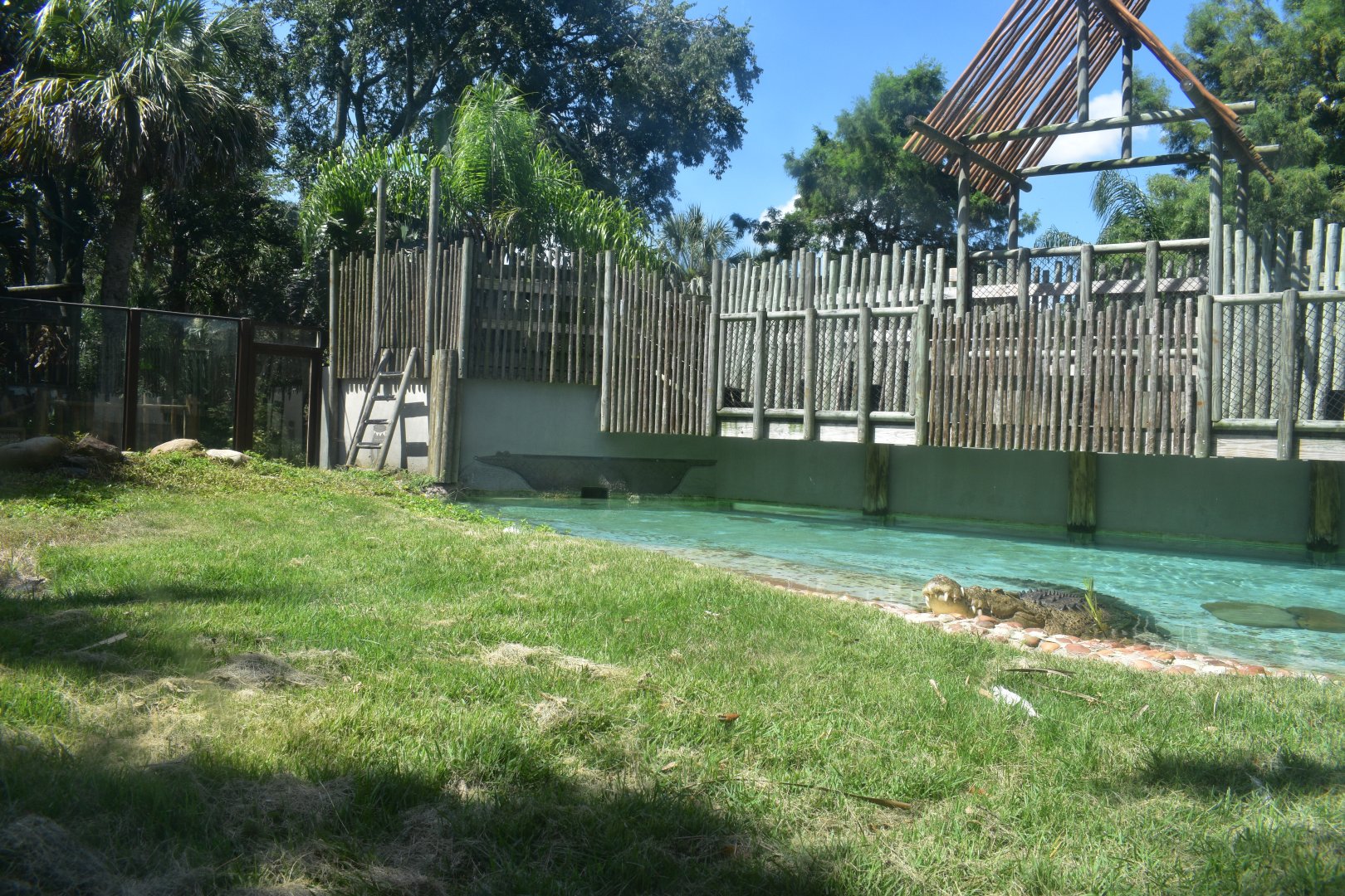 Jul. 2025 - MAXIMO - Saltwater Crocodile Exhibit