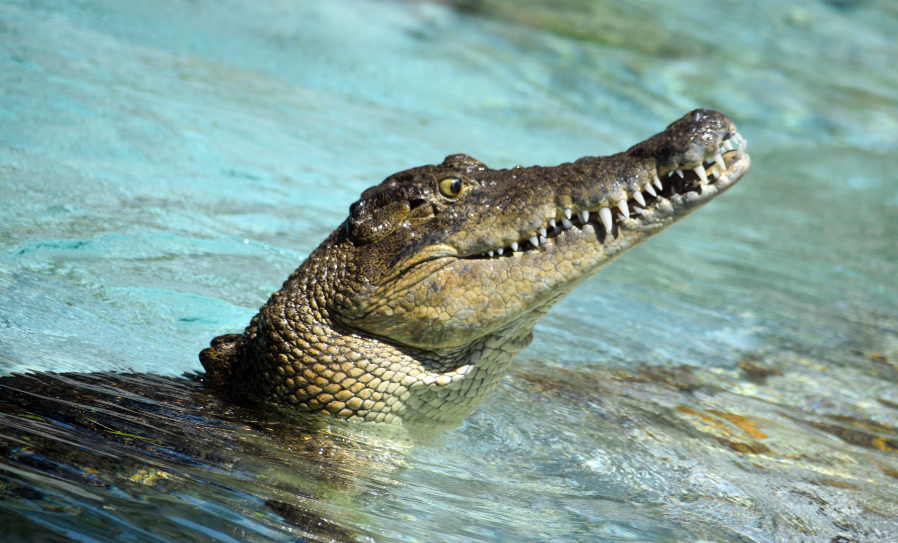 Jul. 2025 - MAXIMO - Saltwater Crocodile (Sydney)