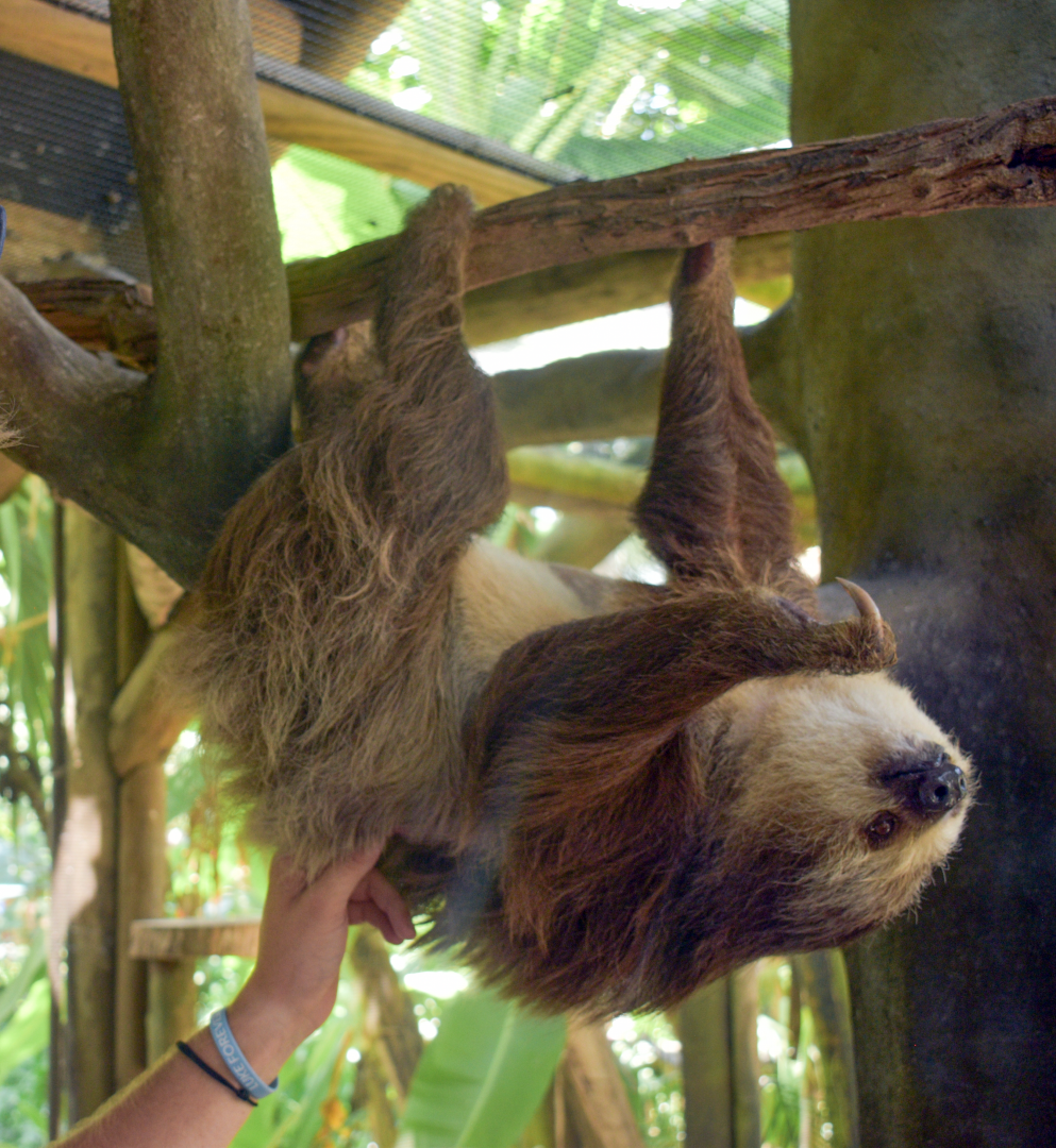 Jul. 2025 - My First Time Petting a Sloth