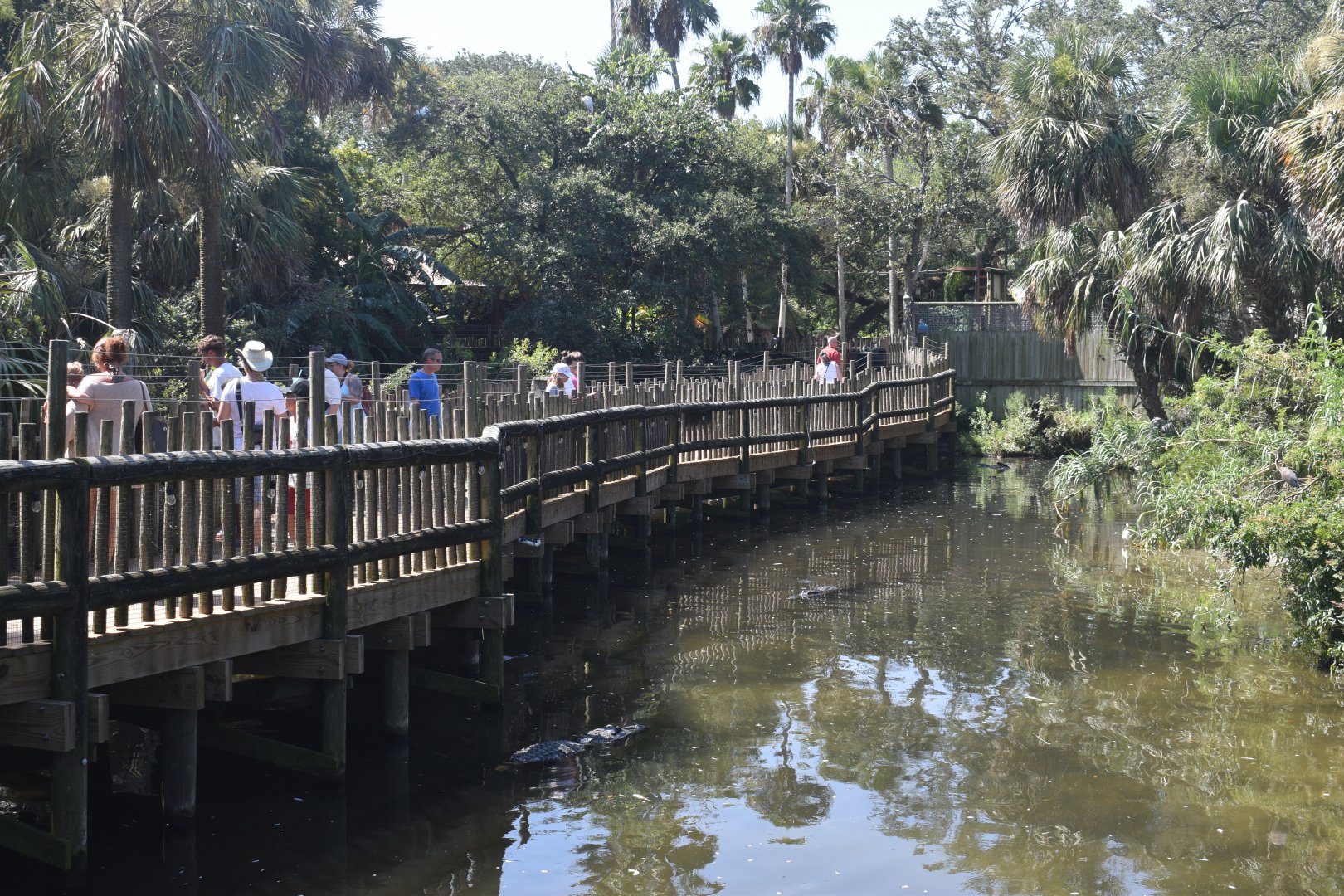 Jul. 2025 - Native Swamp & Rookery - American Alligators & American Crocodiles