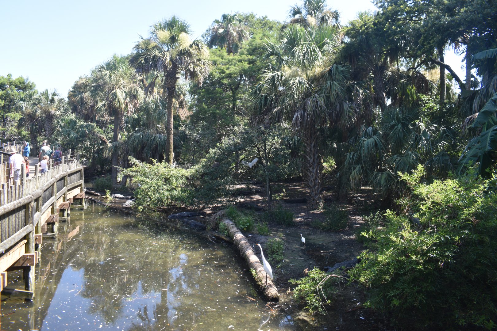 Jul. 2025 - Native Swamp & Rookery - American Alligators & American Crocodiles