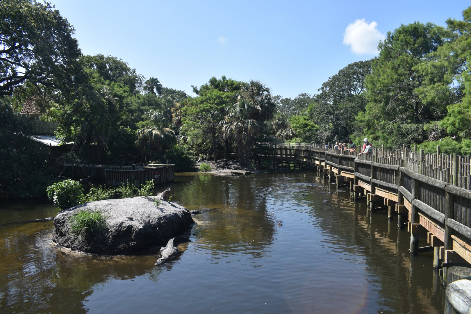 Jul. 2025 - Native Swamp & Rookery - American Alligators & American Crocodiles