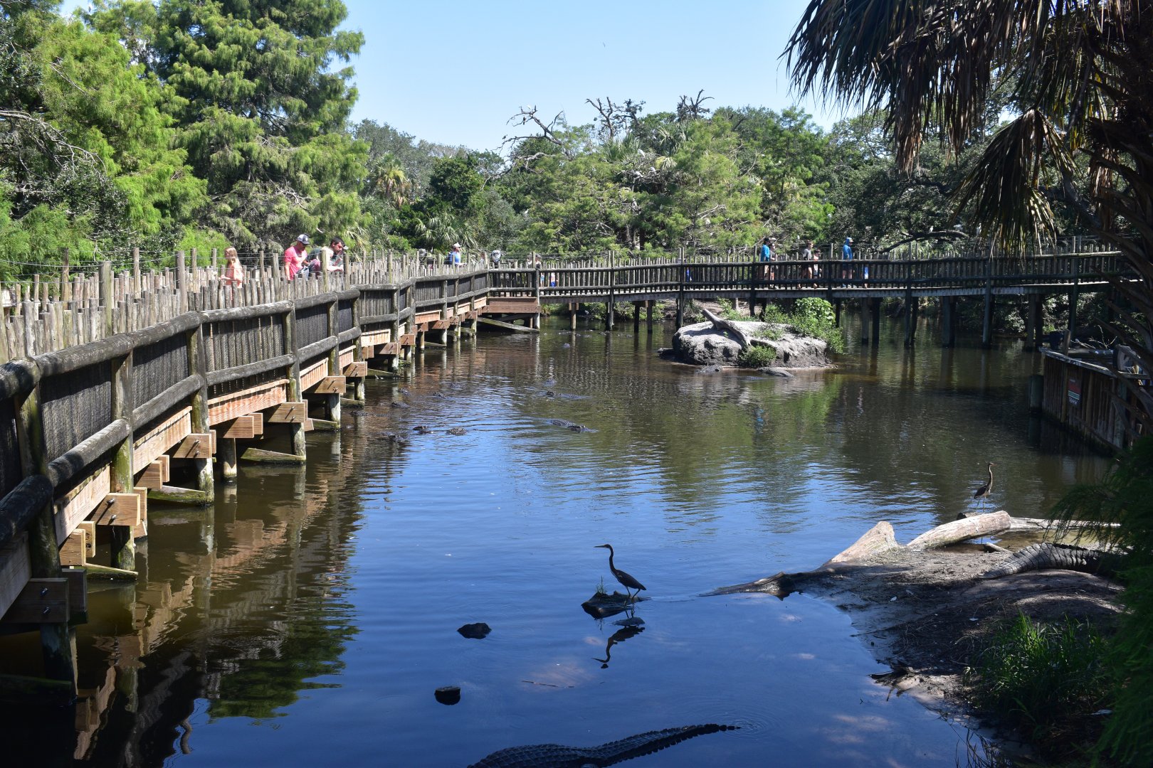 Jul. 2025 - Native Swamp & Rookery - American Alligators & American Crocodiles