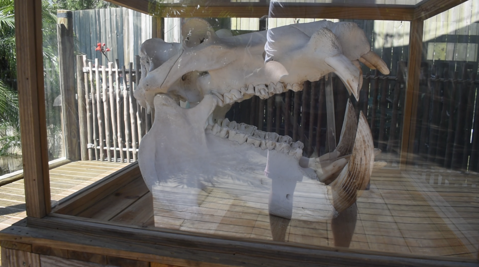 Jul. 2025 - Oasis on the Nile - Hippo Skull