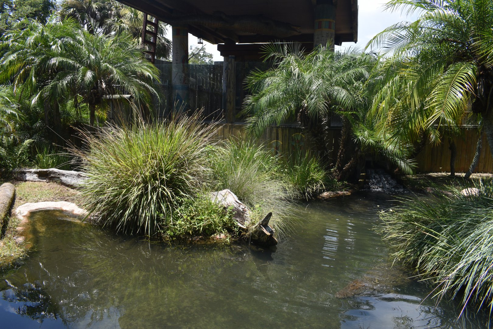 Jul. 2025 - Oasis on the Nile - Nile Crocodile Exhibit