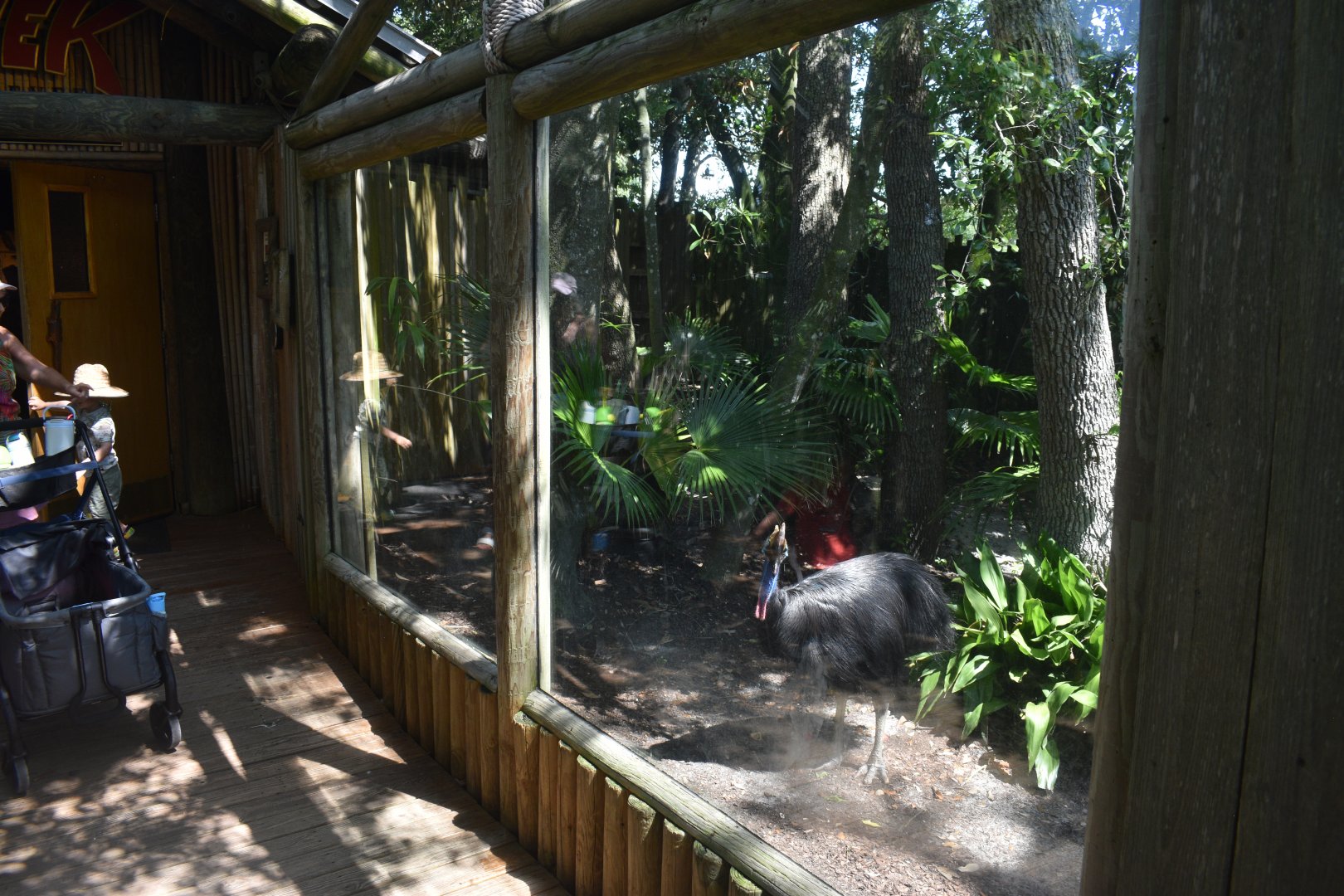 Jul. 2025 - Southern Cassowary (Left Exhibit)