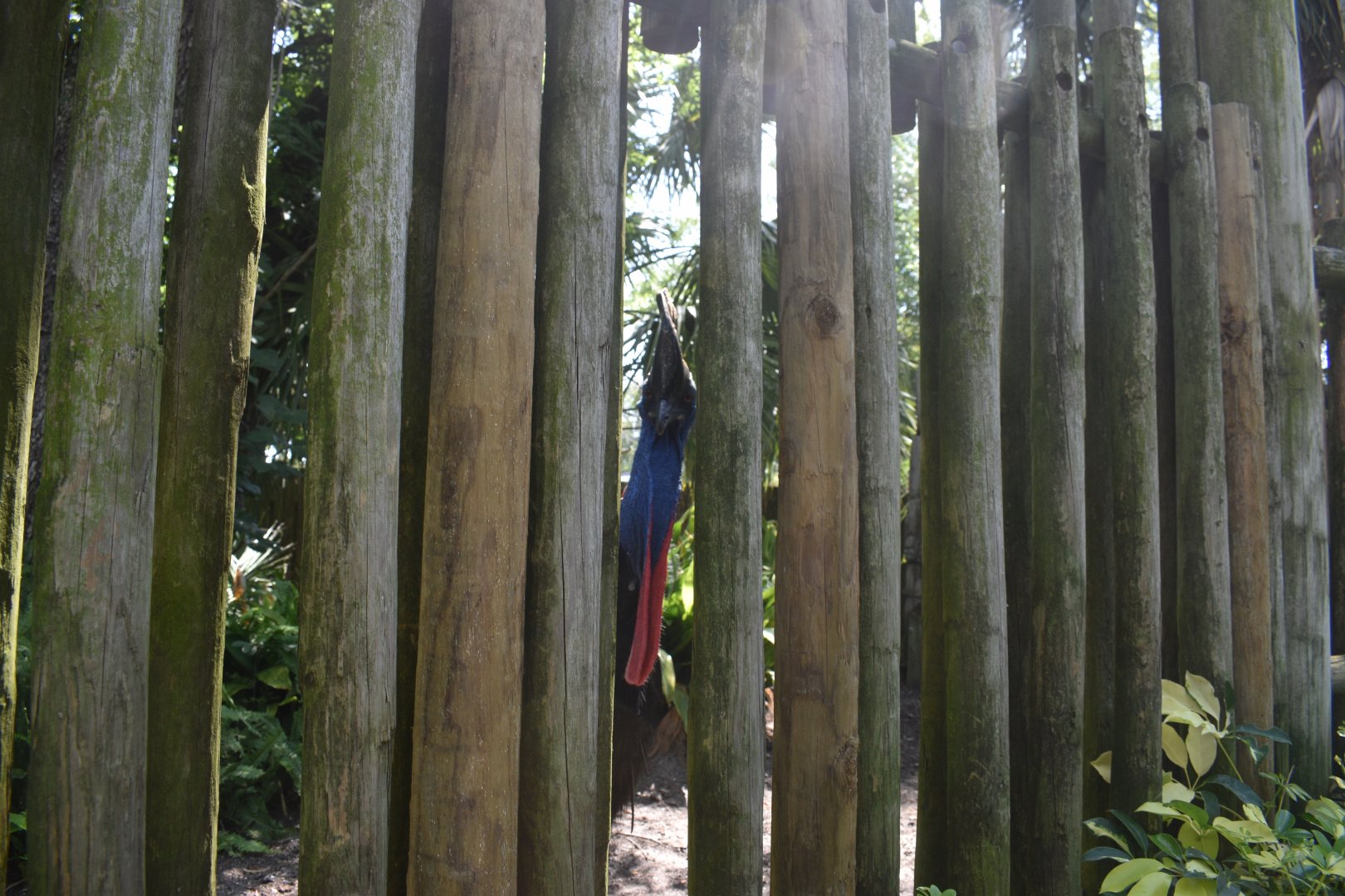 Jul. 2025 - Southern Cassowary (Right Exhibit)
