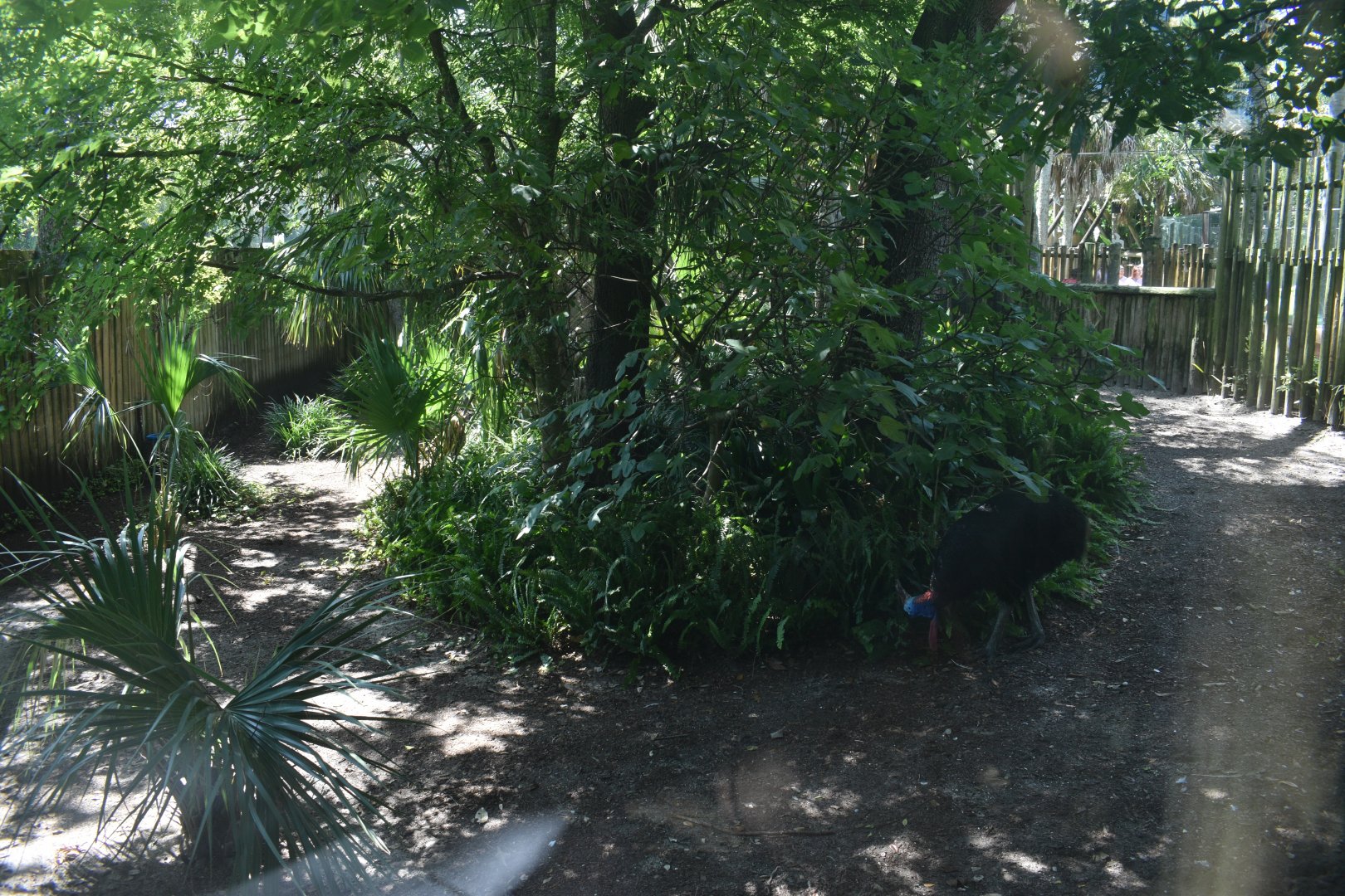 Jul. 2025 - Southern Cassowary (Right Exhibit)
