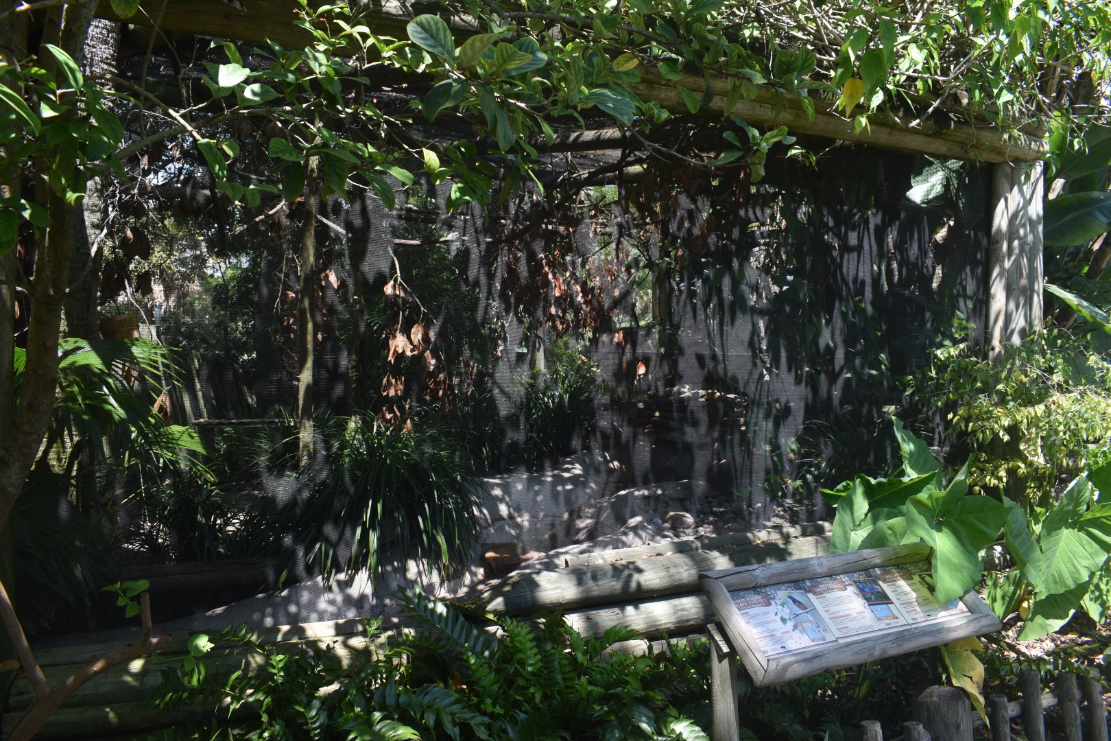 Jul. 2025 - White-rumped Shama, Bornean Crested Fireback, Bali Mynah Exhibit