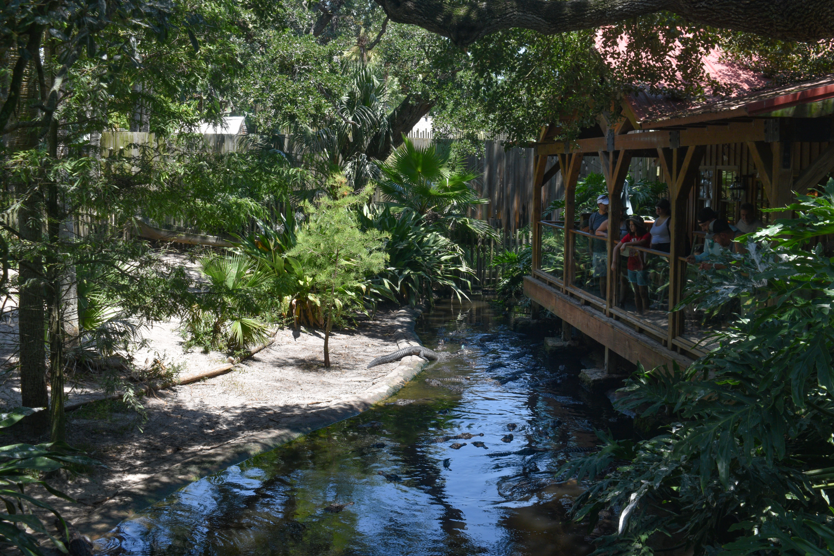 Jul. 2025 - Young Crocodilians Exhibit (7 Species)