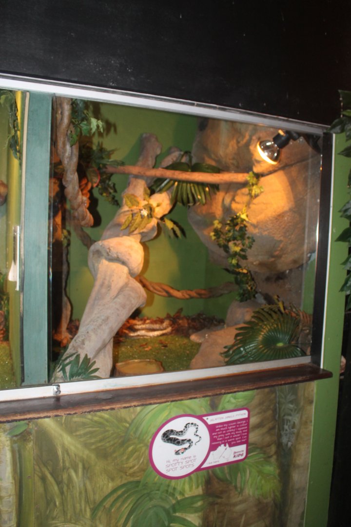 Julatten Jungle Python enclosure