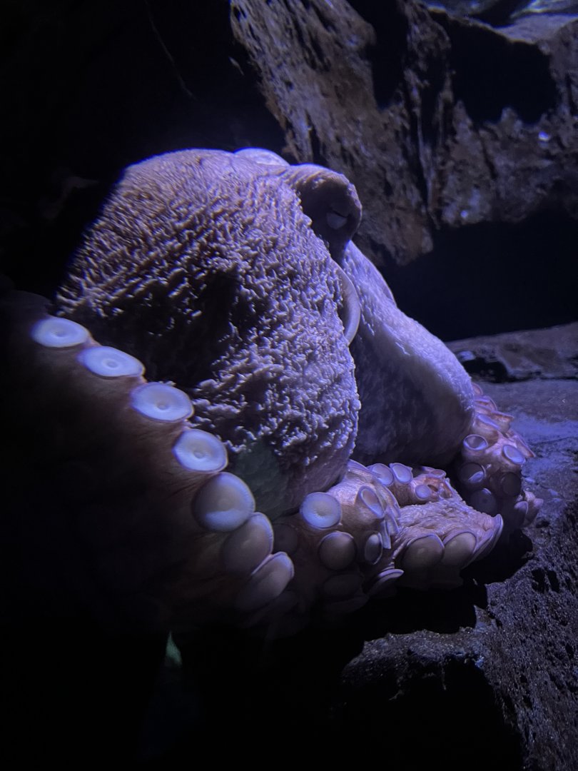 Jules Verne Gallery- giant pacific octopus- Phantom