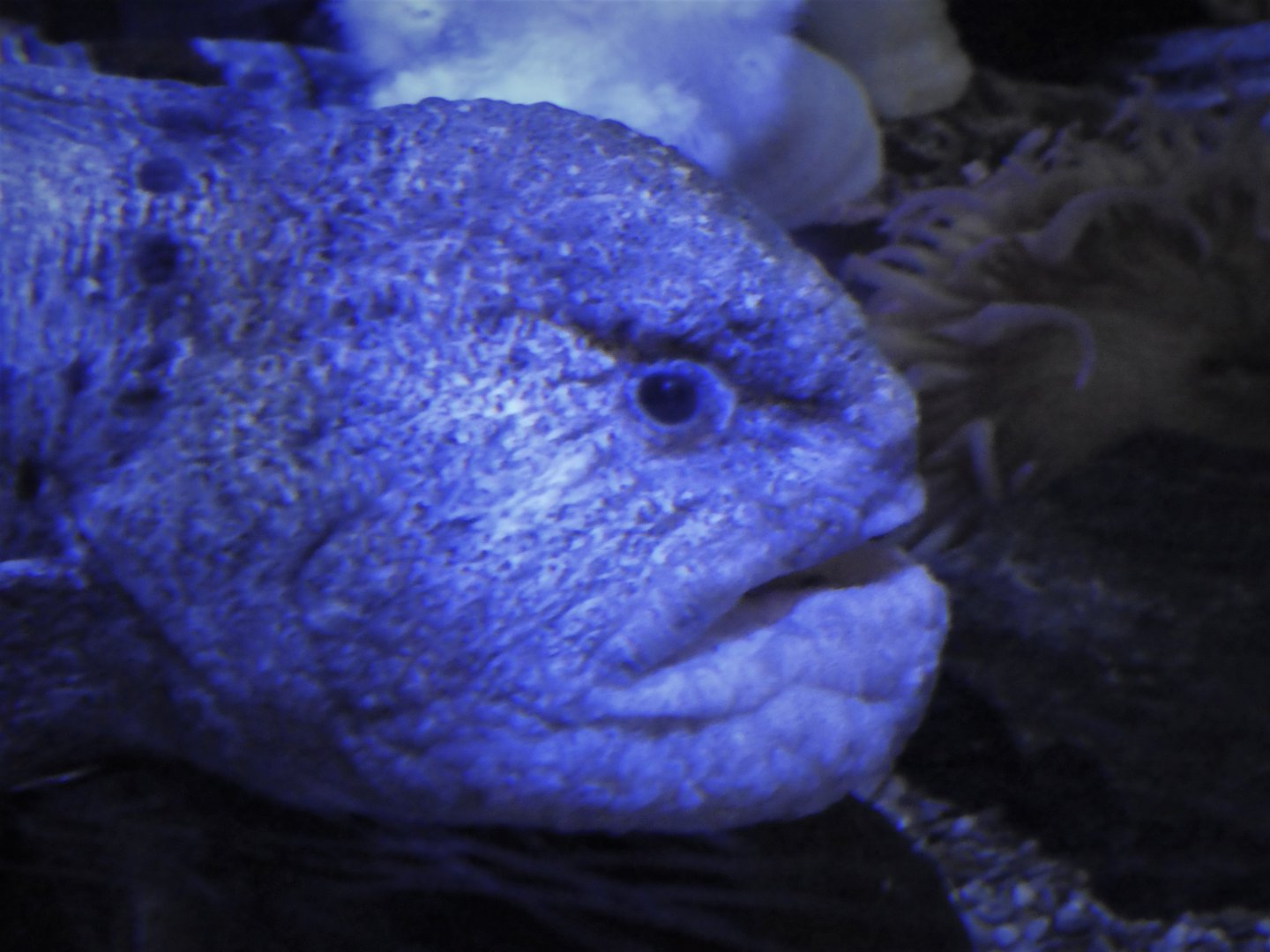 Jules Verne Gallery - Wolf Eel