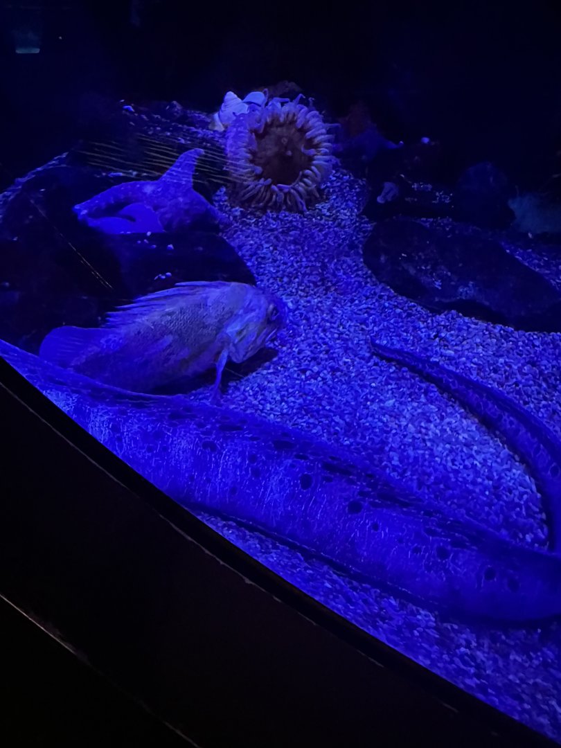 Jules Verne Gallery- wolf eel
