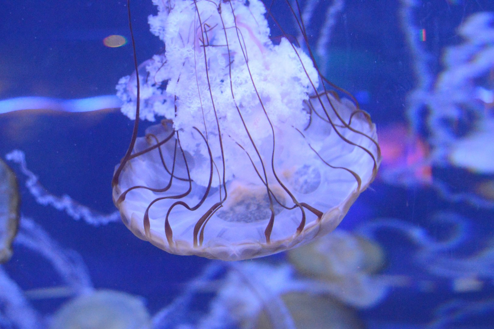 Jules Verne Galley - Pacific Sea Nettle (Chrysaora fuscescens)