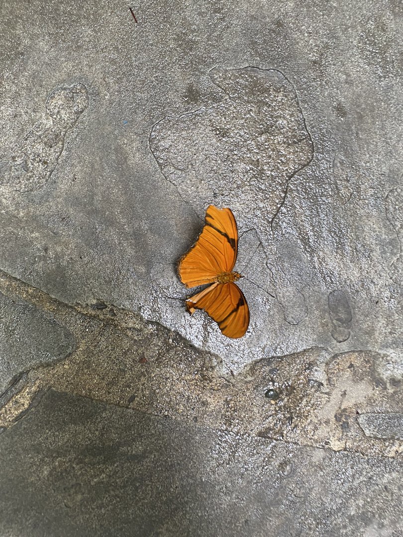 Julia Butterfly - 6/16/2023