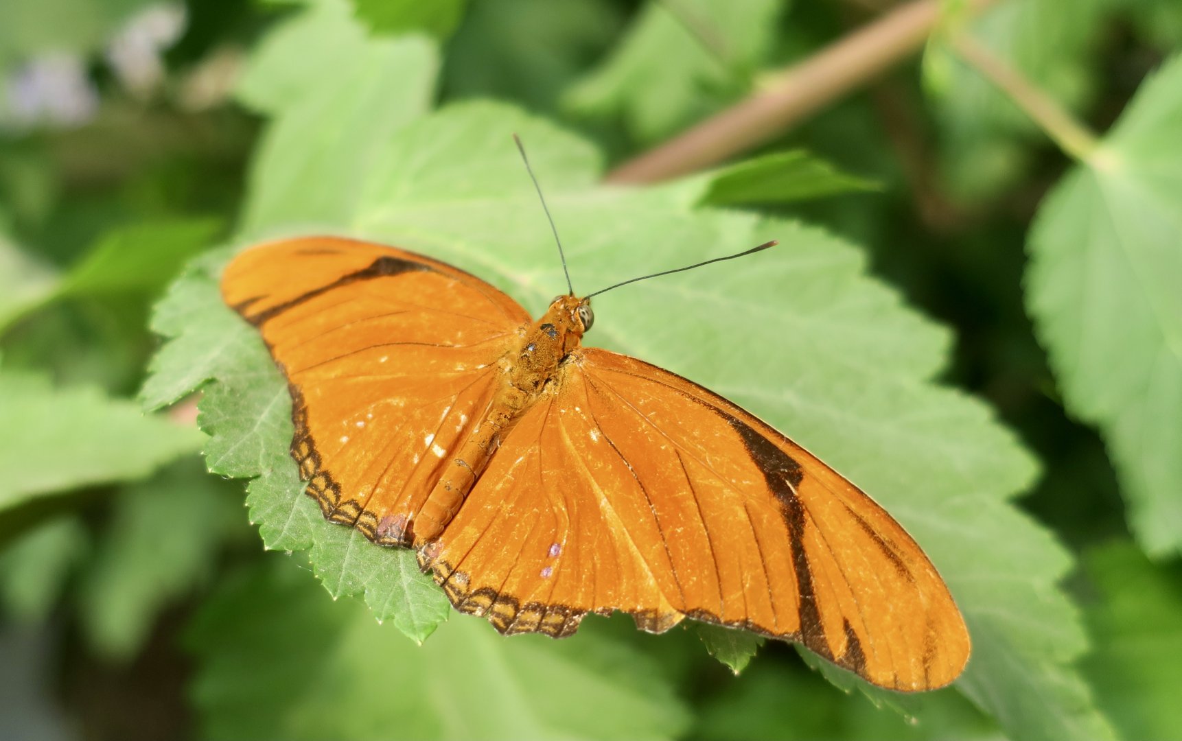 Julia Butterfly (Dryas iulia)