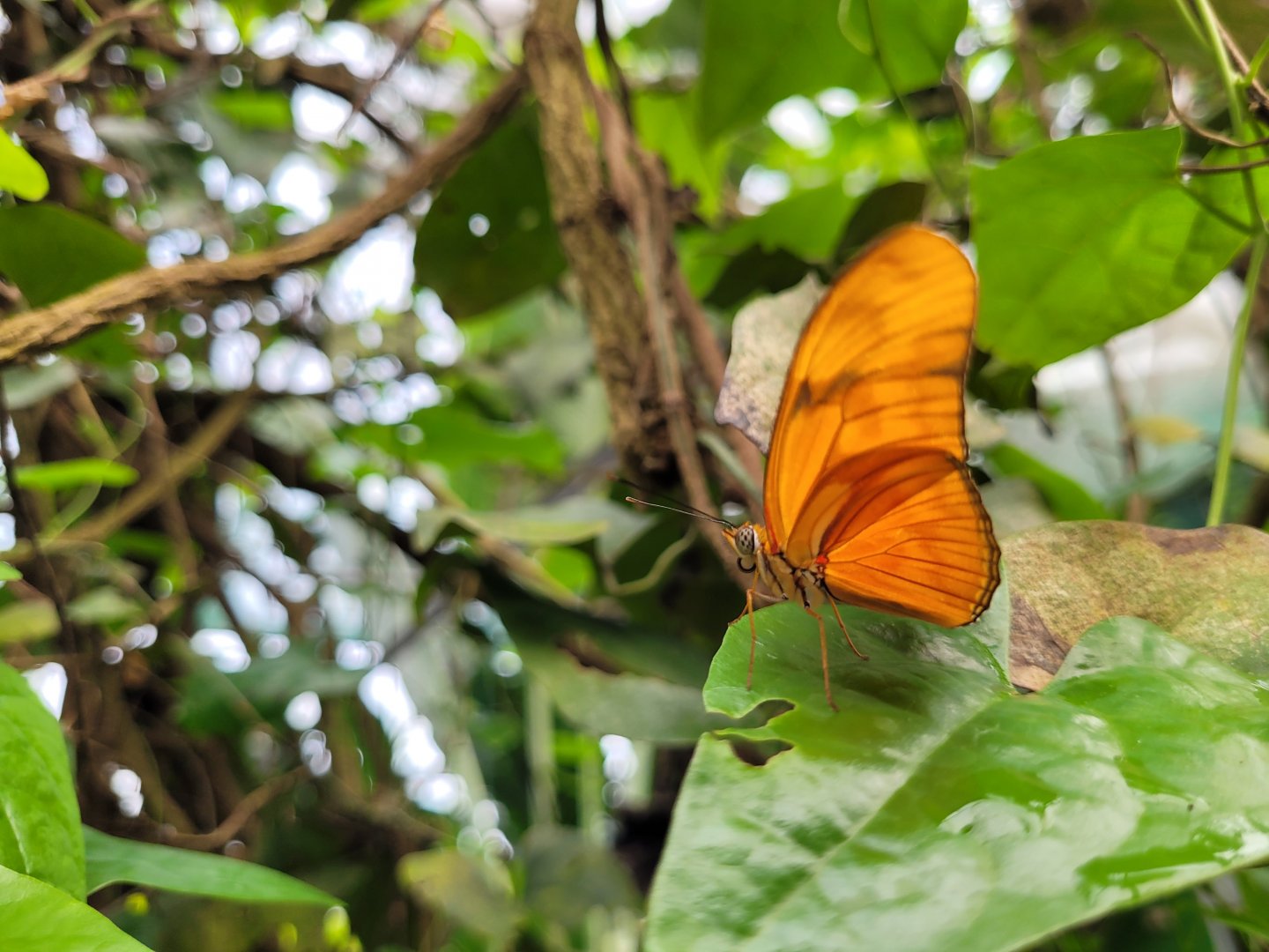 Julia butterfly -Zoo de Santillana del Mar (2023)