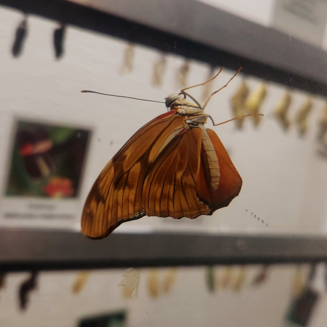 Julia Heliconian (Dryas iulia)