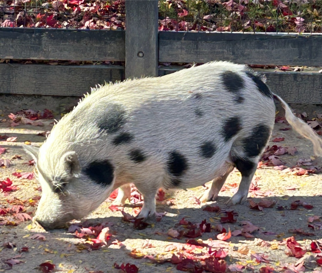 Juliana Pig (10/19/24)