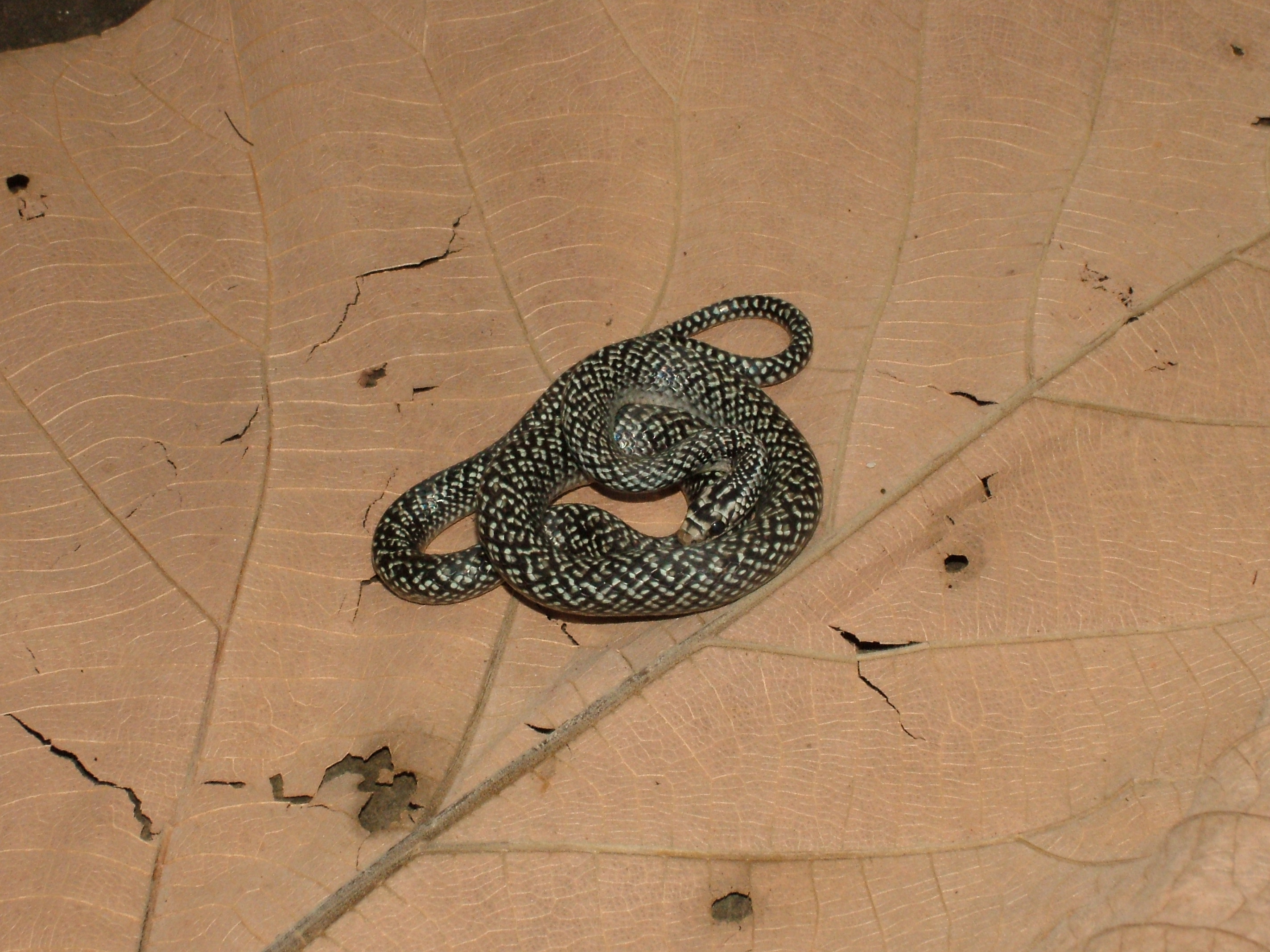 Julia's Ground Snake, Dominica, 2007