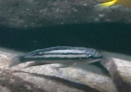 Julidochromis dickfeldi