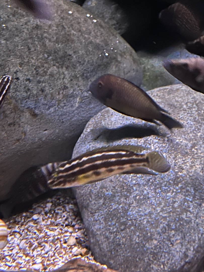 Julidochromis ID