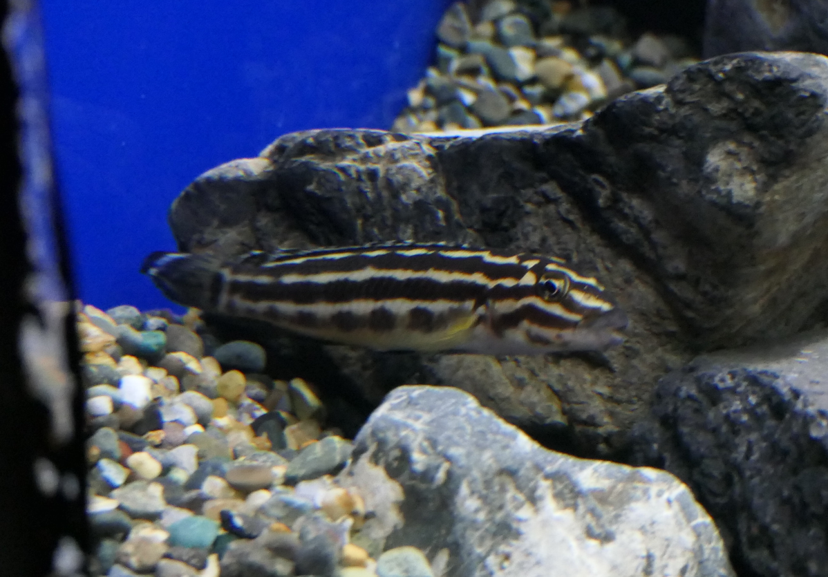 Julidochromis ID?