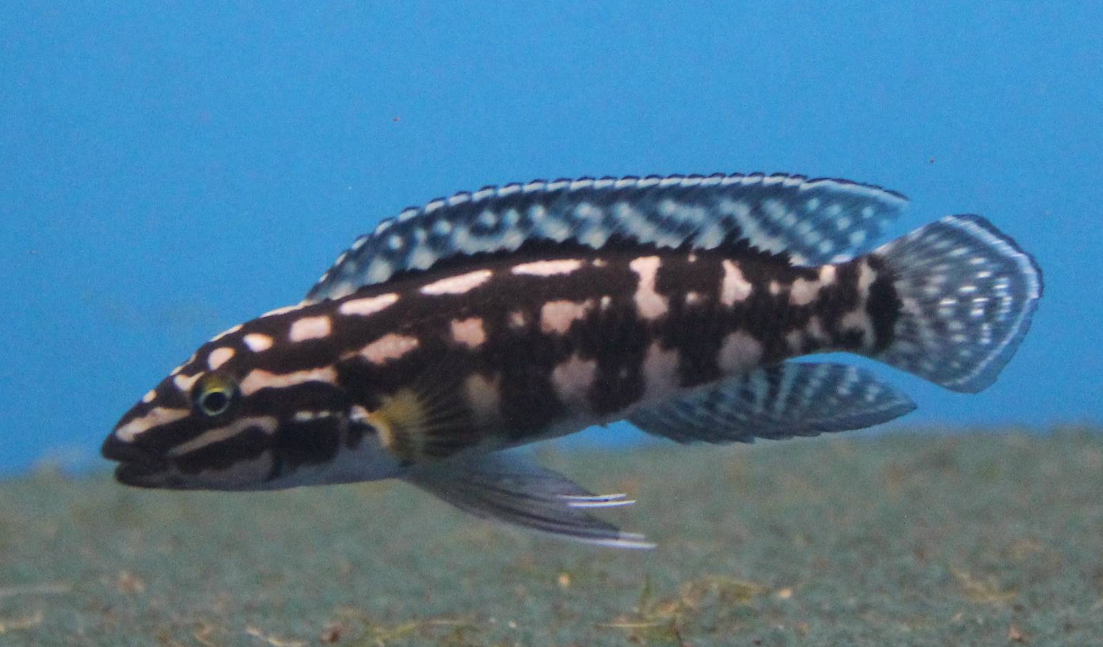 Julidochromis marlieri