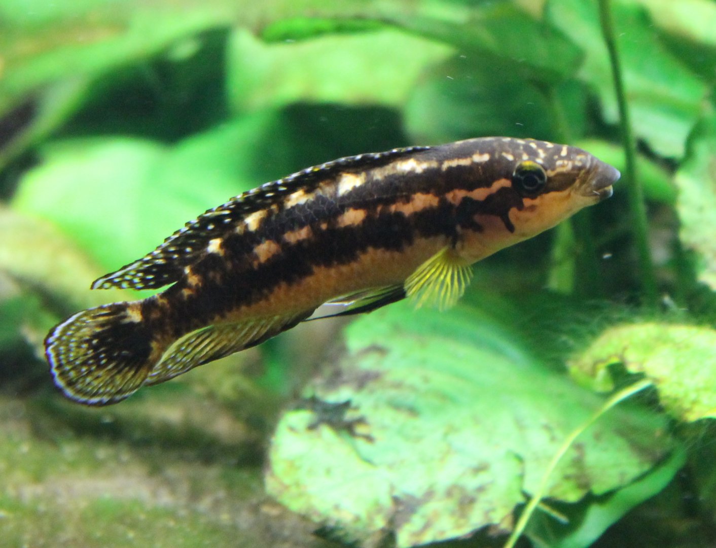 Julidochromis marlieri