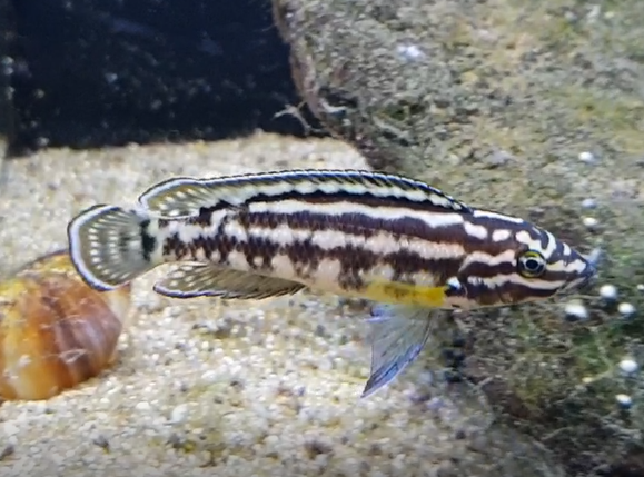 Julidochromis marlieri