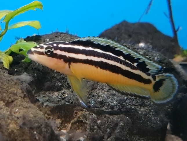 Julidochromis ornatus ( I think )