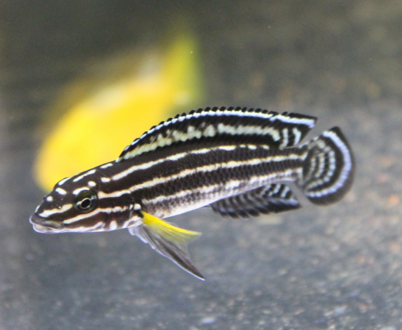 Julidochromis regani