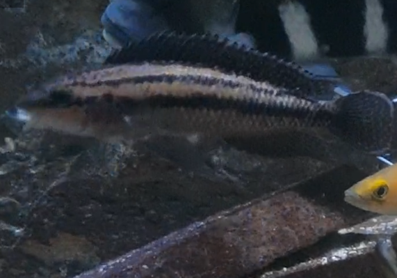 Julidochromis regani