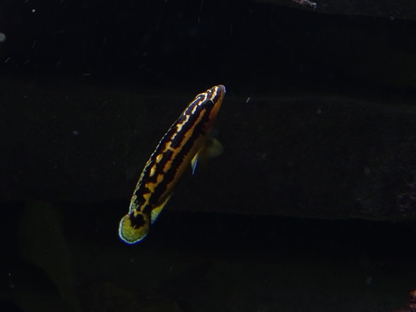 Julidochromis sp.